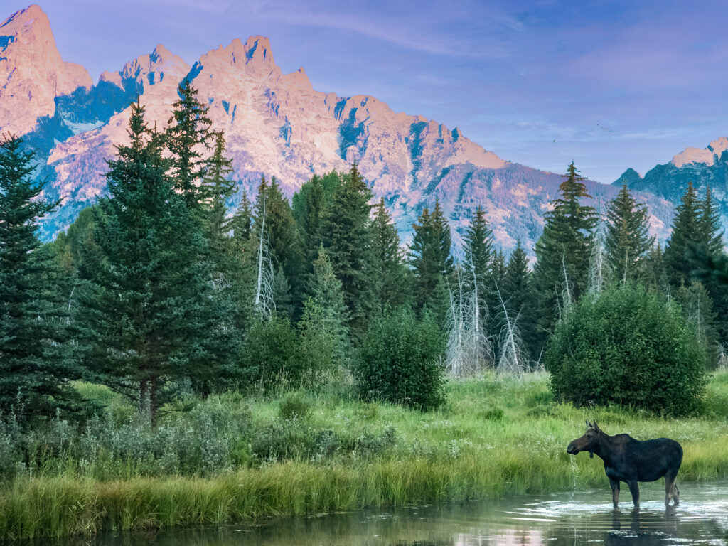 A bull moose standing in the water at Schwabacher Landing in Grand Teton National Park at sunrise. The Tetons are illuminated and the moose is looking off toward the trees in the middle of the photo.