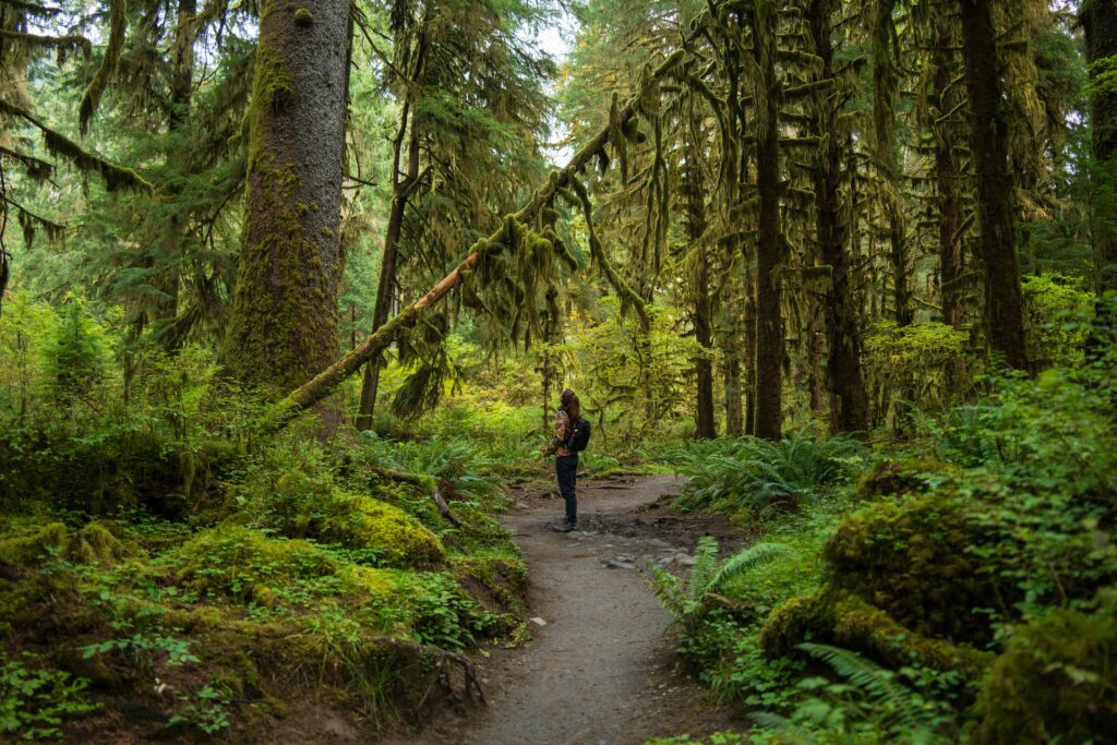 Hiker in the Hall of Mosses, Hoh Rainforest, Olympic National Park